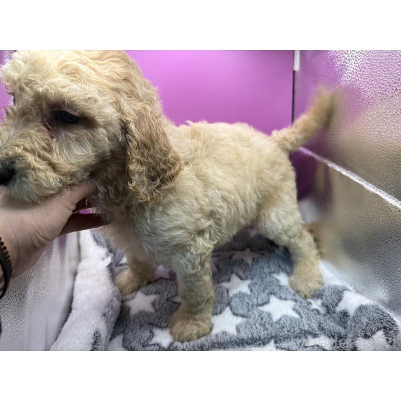 販売中の長野県のゴールデンドゥードル:ゴールデンレトリーバー×プードル-448703の3枚目