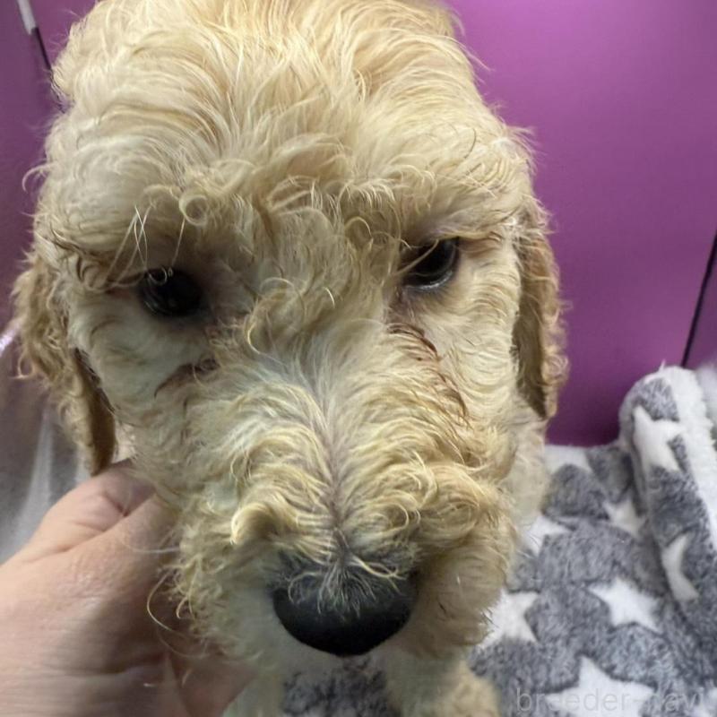 販売中の長野県のゴールデンドゥードル:ゴールデンレトリーバー×プードル-448703の2枚目