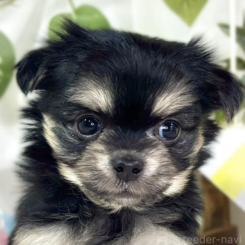 販売中の滋賀県のチワマル:チワワ×マルチーズ-448705の1枚目