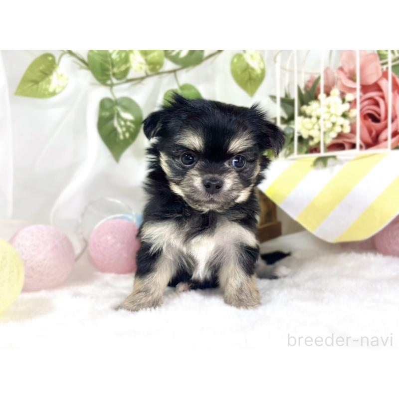 販売中の滋賀県のチワマル:チワワ×マルチーズ-448705の4枚目