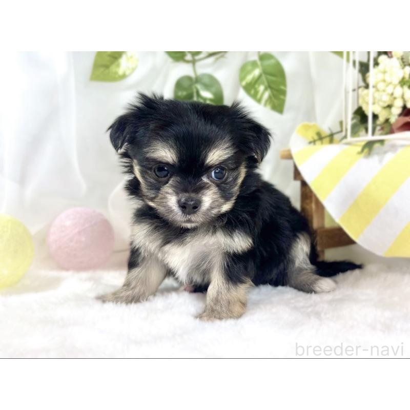 販売中の滋賀県のチワマル:チワワ×マルチーズ-448705の3枚目