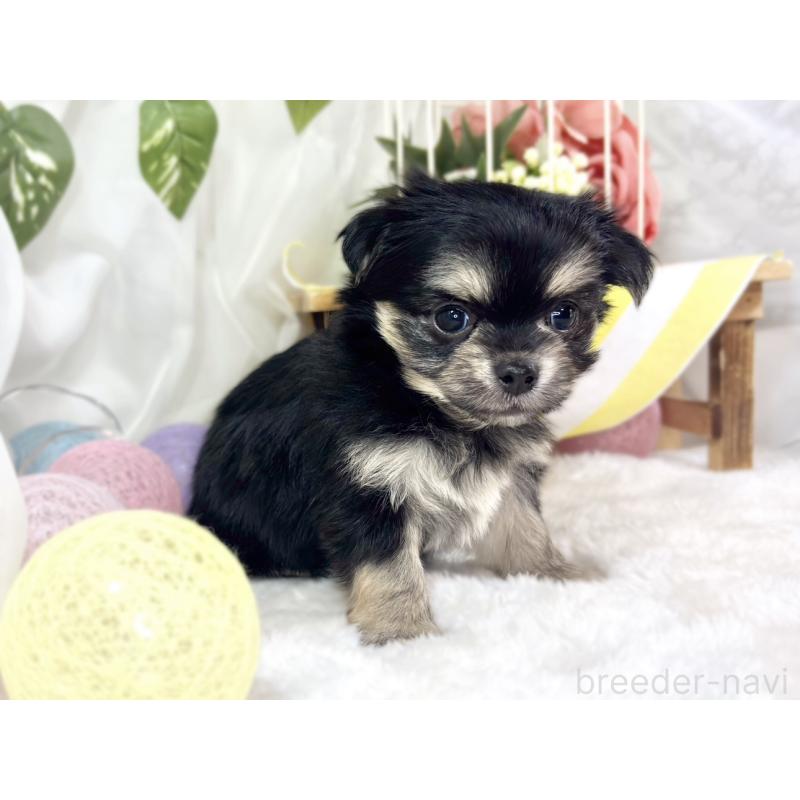 販売中の滋賀県のチワマル:チワワ×マルチーズ-448705の2枚目