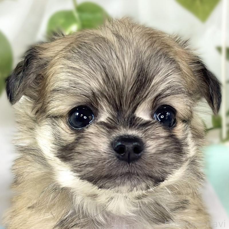 販売中の滋賀県のチワマル:チワワ×マルチーズ-448707