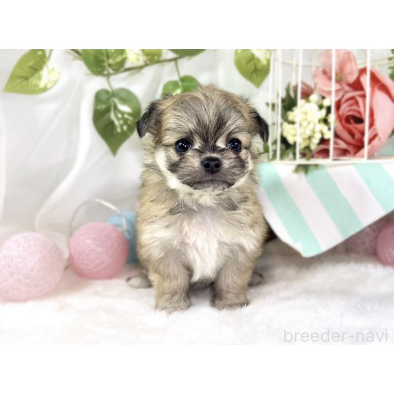 販売中の滋賀県のチワマル:チワワ×マルチーズ-448707の4枚目