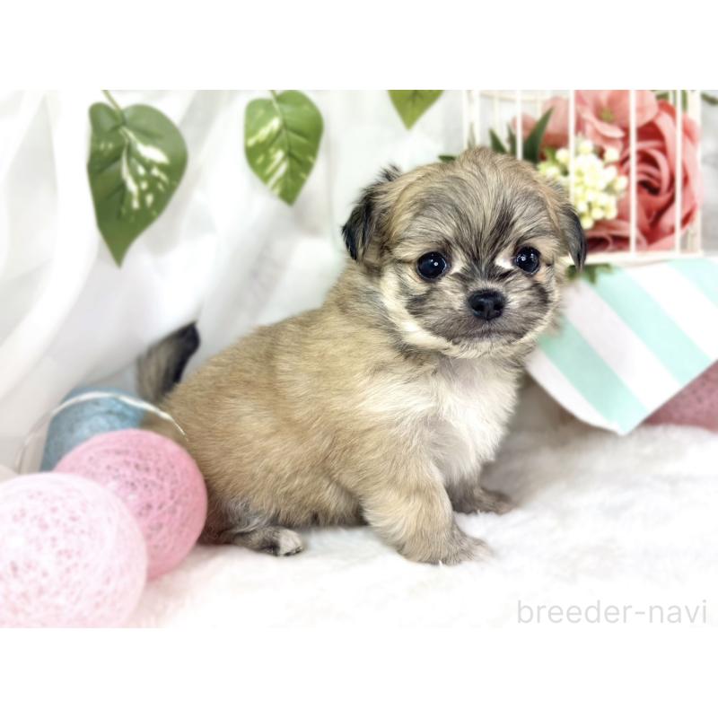 販売中の滋賀県のチワマル:チワワ×マルチーズ-448707の3枚目