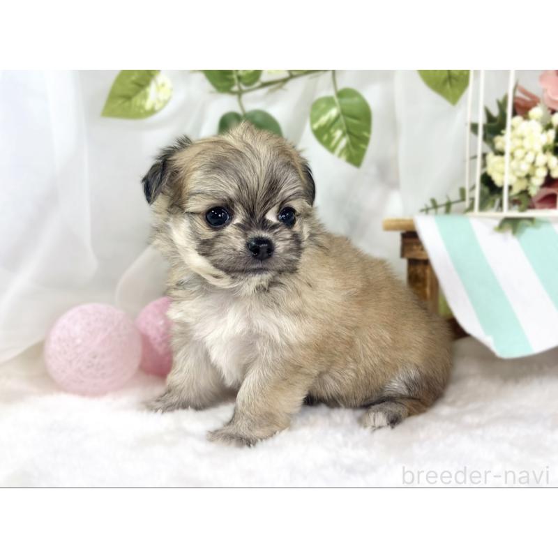 販売中の滋賀県のチワマル:チワワ×マルチーズ-448707の2枚目