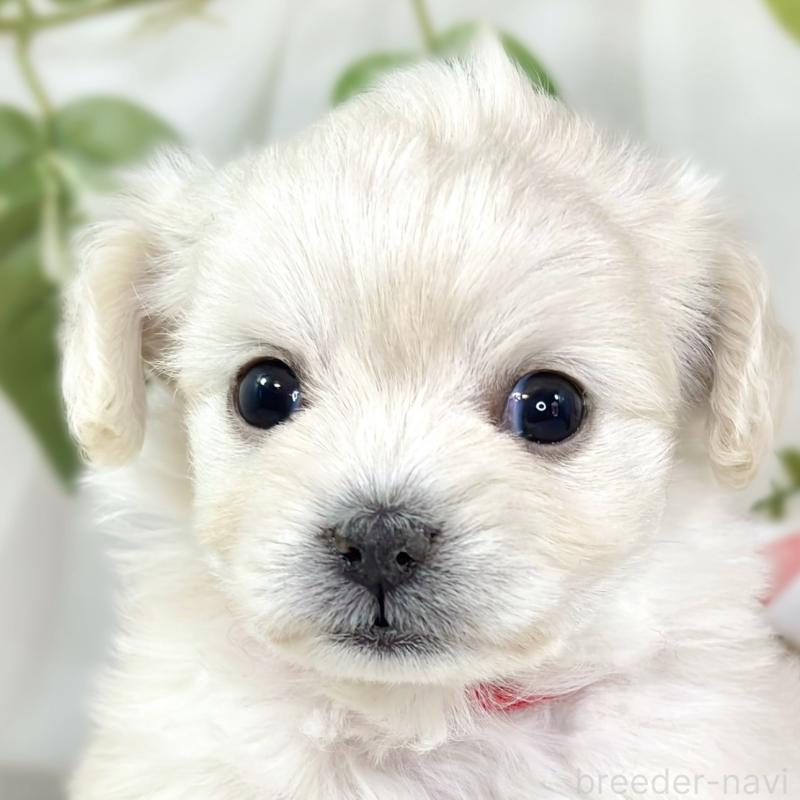 販売中の滋賀県のチワプー:チワワ×トイプードル-448709