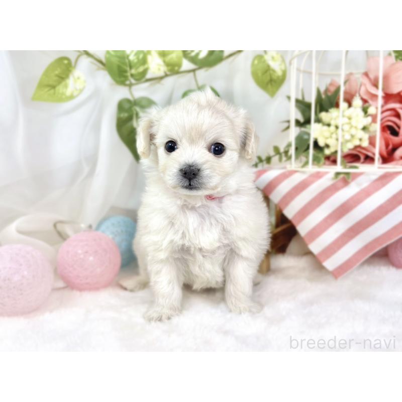 販売中の滋賀県のチワプー:チワワ×トイプードル-448709の4枚目