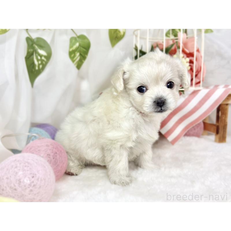 販売中の滋賀県のチワプー:チワワ×トイプードル-448709の3枚目