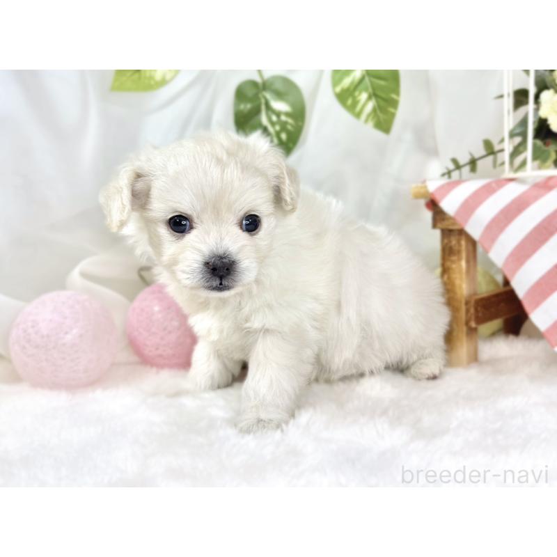 販売中の滋賀県のチワプー:チワワ×トイプードル-448709の2枚目