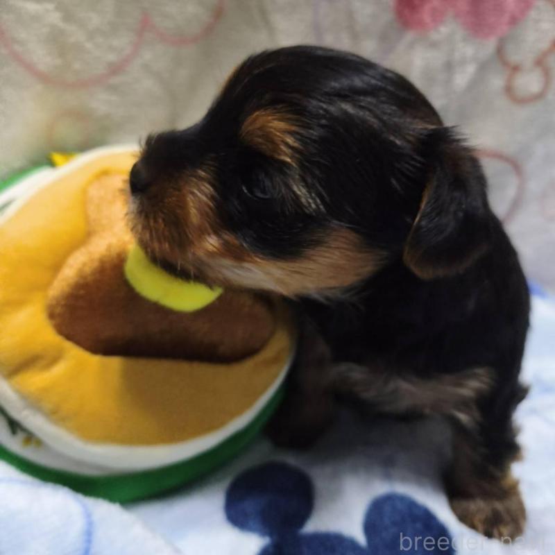 販売中の愛媛県のヨークシャーテリア-448708の5枚目