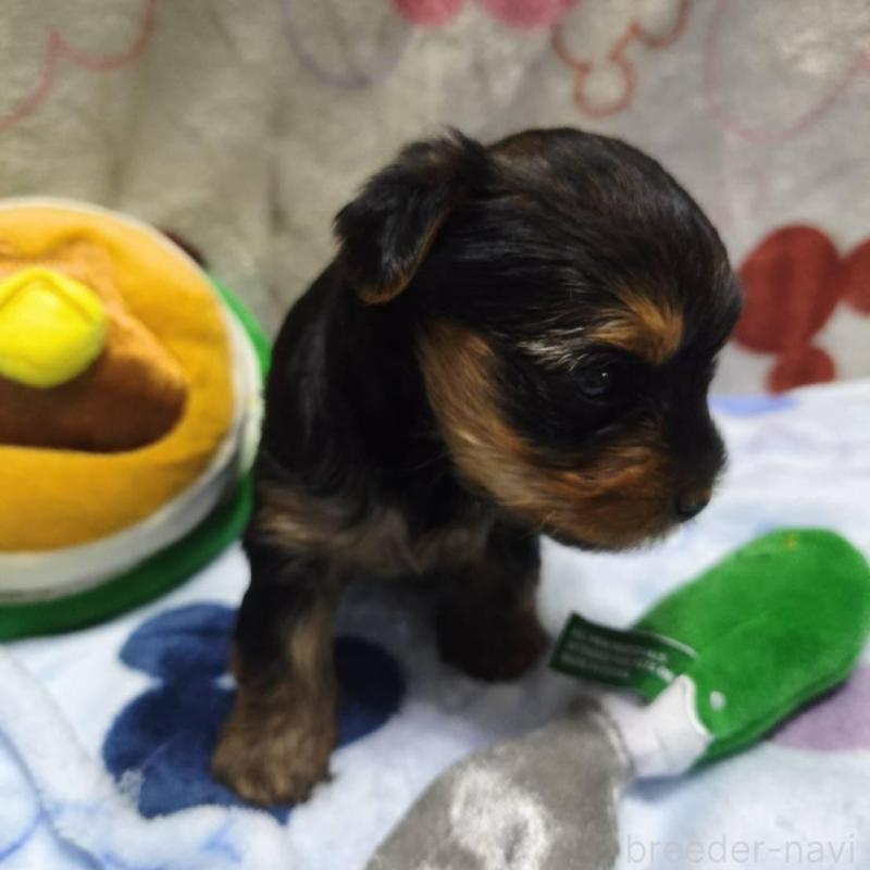 販売中の愛媛県のヨークシャーテリア-448708の4枚目