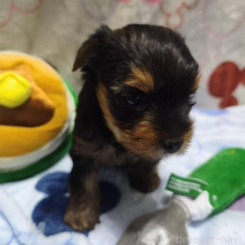 販売中の愛媛県のヨークシャーテリア-448708の3枚目