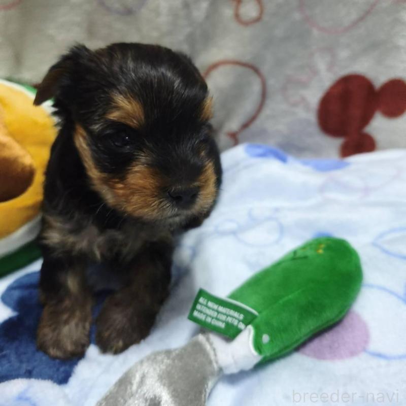 販売中の愛媛県のヨークシャーテリア-448708の2枚目