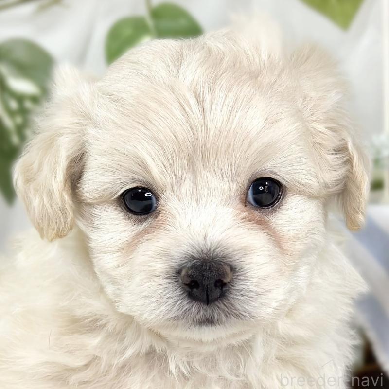 販売中の滋賀県のチワプー:チワワ×トイプードル-448710