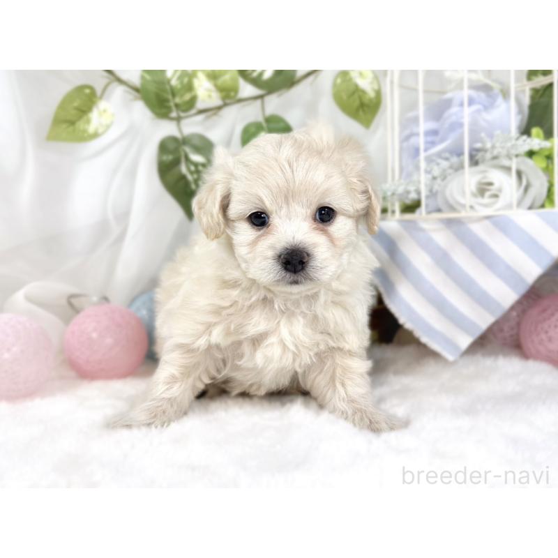 販売中の滋賀県のチワプー:チワワ×トイプードル-448710の4枚目