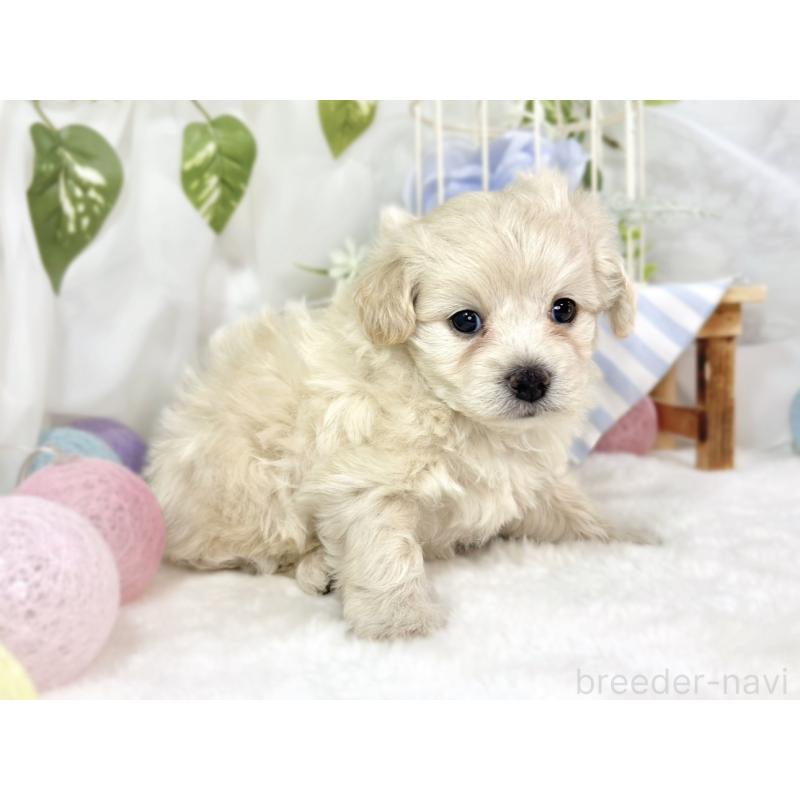 販売中の滋賀県のチワプー:チワワ×トイプードル-448710の3枚目