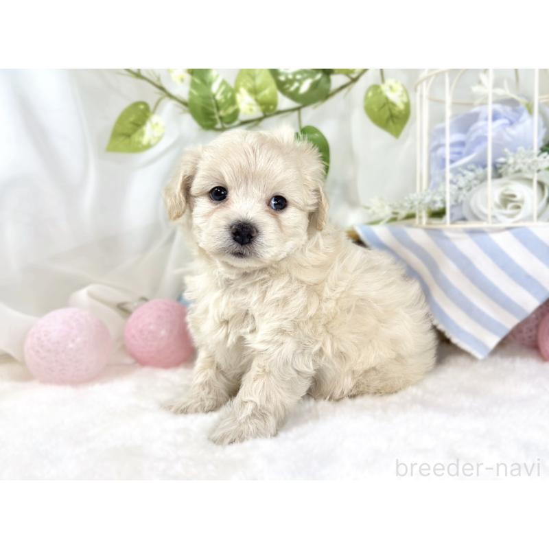 販売中の滋賀県のチワプー:チワワ×トイプードル-448710の2枚目