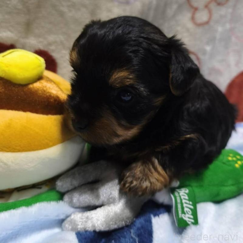 販売中の愛媛県のヨークシャーテリア-448711の4枚目