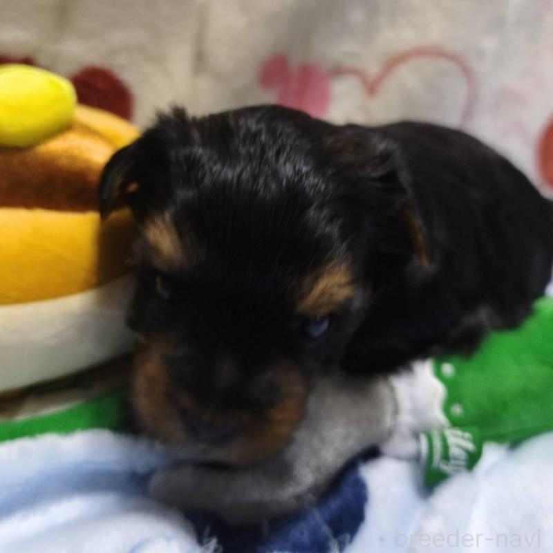 販売中の愛媛県のヨークシャーテリア-448711の3枚目