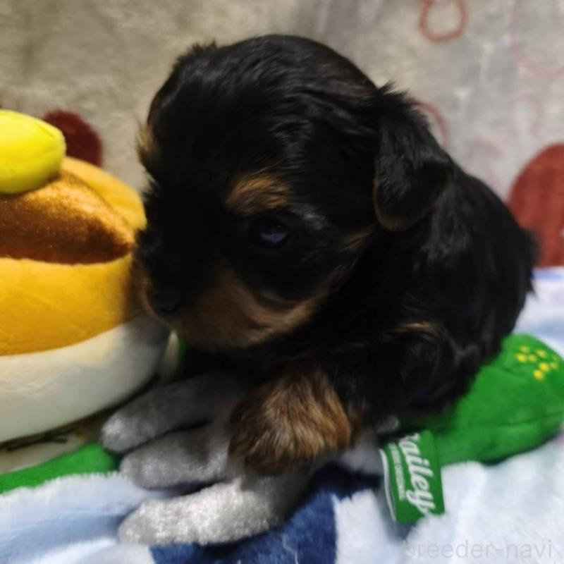 販売中の愛媛県のヨークシャーテリア-448711の2枚目