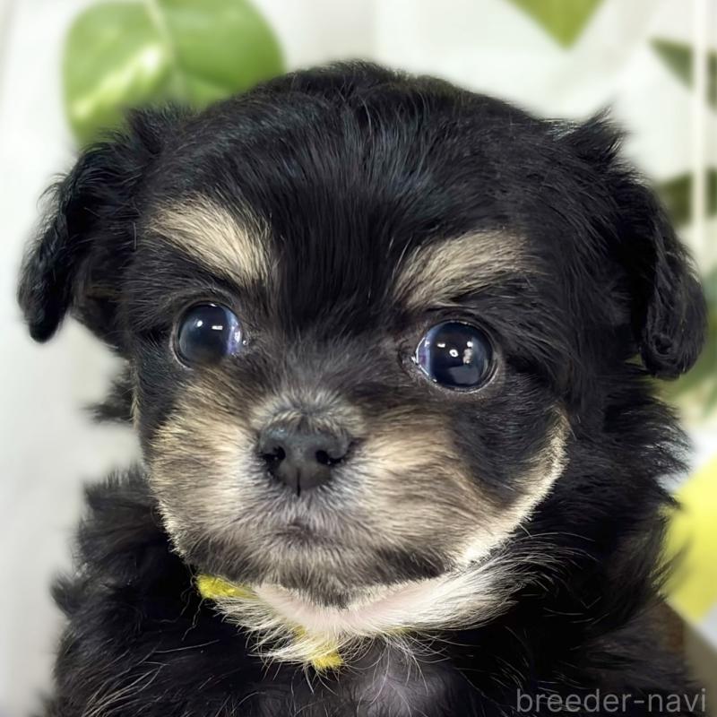 販売中の滋賀県のチワプー:チワワ×トイプードル-448713