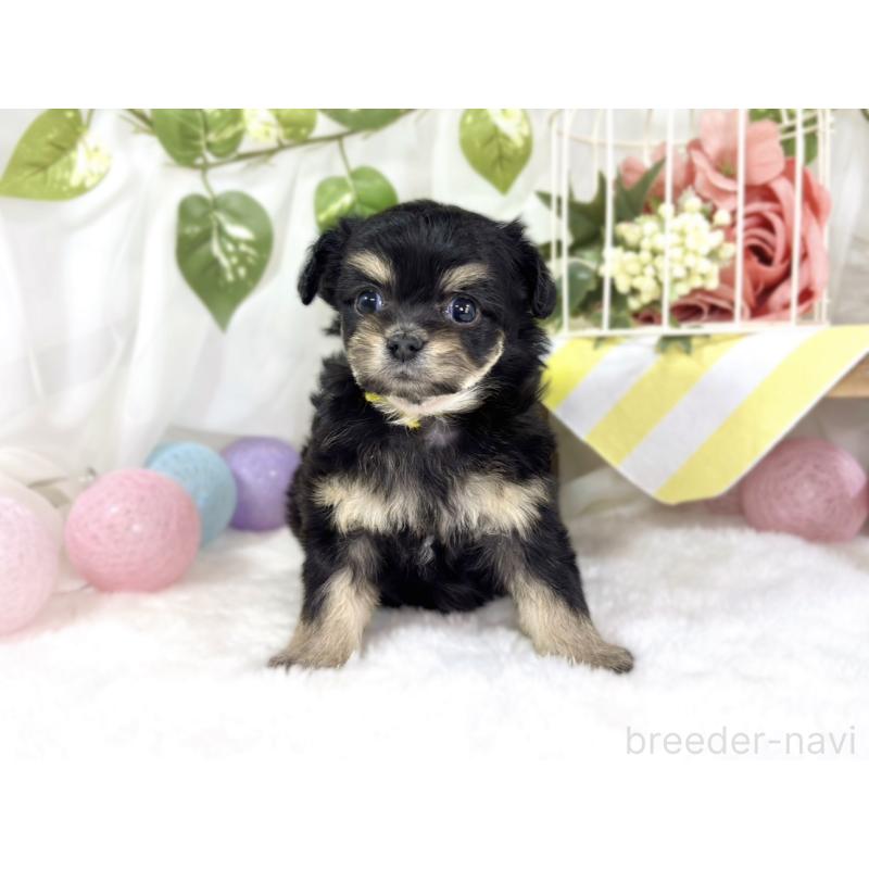 販売中の滋賀県のチワプー:チワワ×トイプードル-448713の4枚目