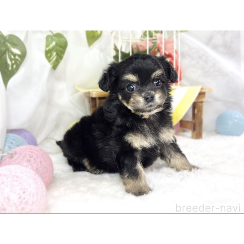 販売中の滋賀県のチワプー:チワワ×トイプードル-448713の3枚目