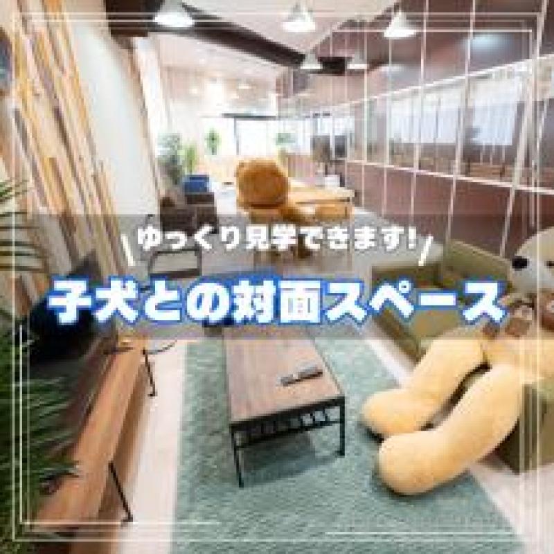 販売中の埼玉県のティーカッププードル-448701の5枚目