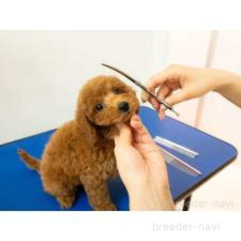 販売中の埼玉県のティーカッププードル-448701の3枚目