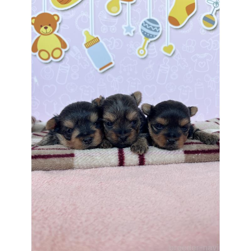 販売中の東京都のヨークシャーテリア-448715の5枚目