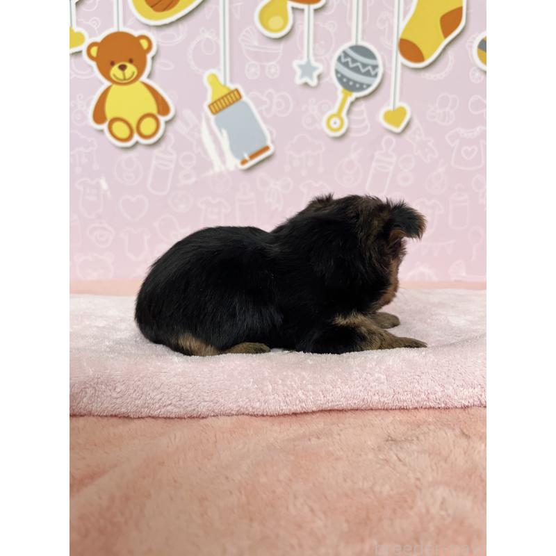 販売中の東京都のヨークシャーテリア-448715の4枚目