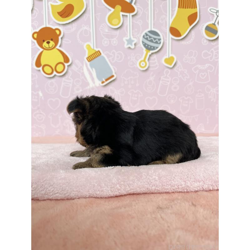 販売中の東京都のヨークシャーテリア-448715の3枚目