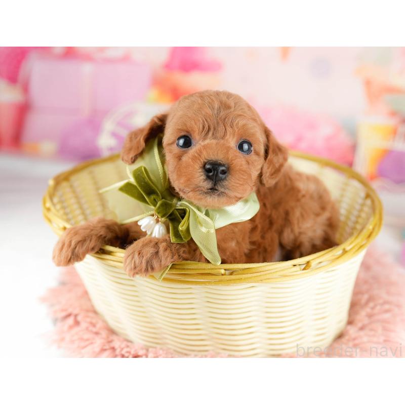 販売中の東京都のトイプードル-448716の8枚目