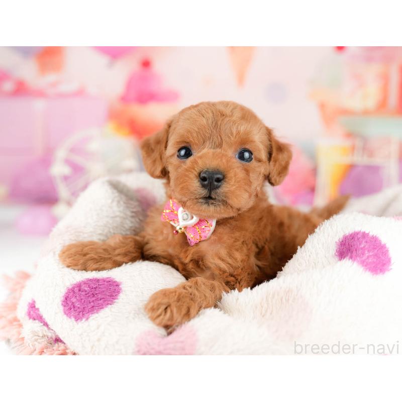 販売中の東京都のトイプードル-448716の6枚目