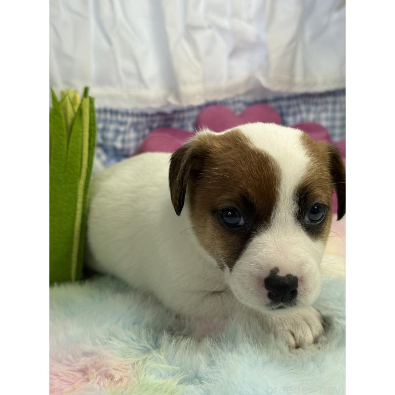 販売中の宮崎県のジャックラッセルテリア-448717の5枚目