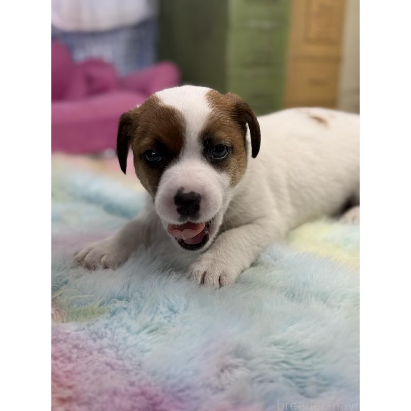 販売中の宮崎県のジャックラッセルテリア-448717の4枚目