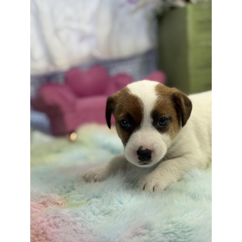 販売中の宮崎県のジャックラッセルテリア-448717の3枚目