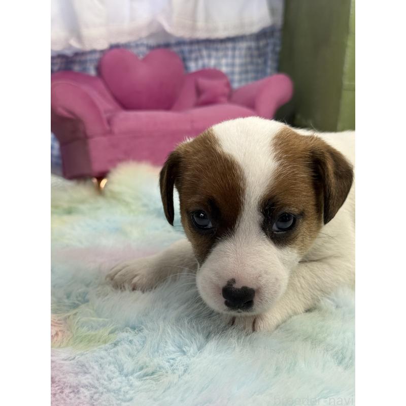 販売中の宮崎県のジャックラッセルテリア-448717の2枚目