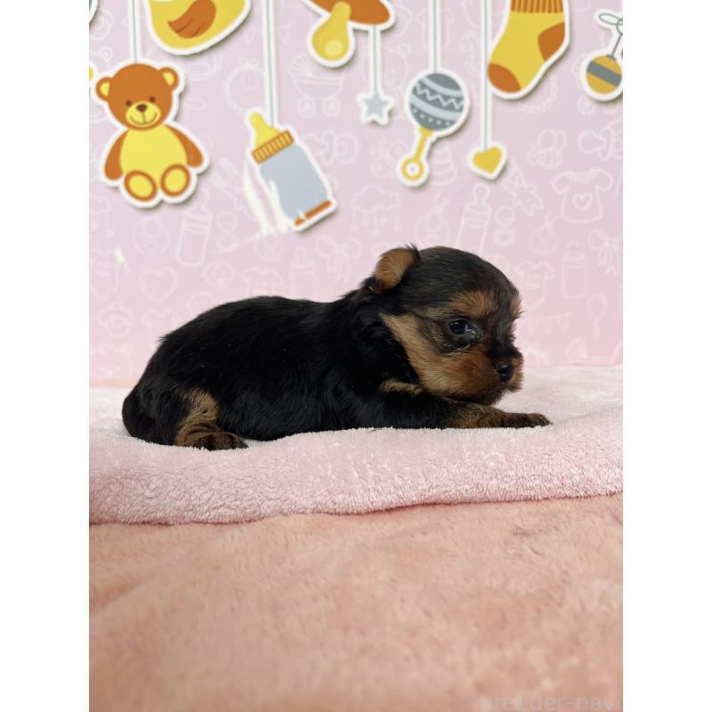 販売中の東京都のヨークシャーテリア-449000の4枚目