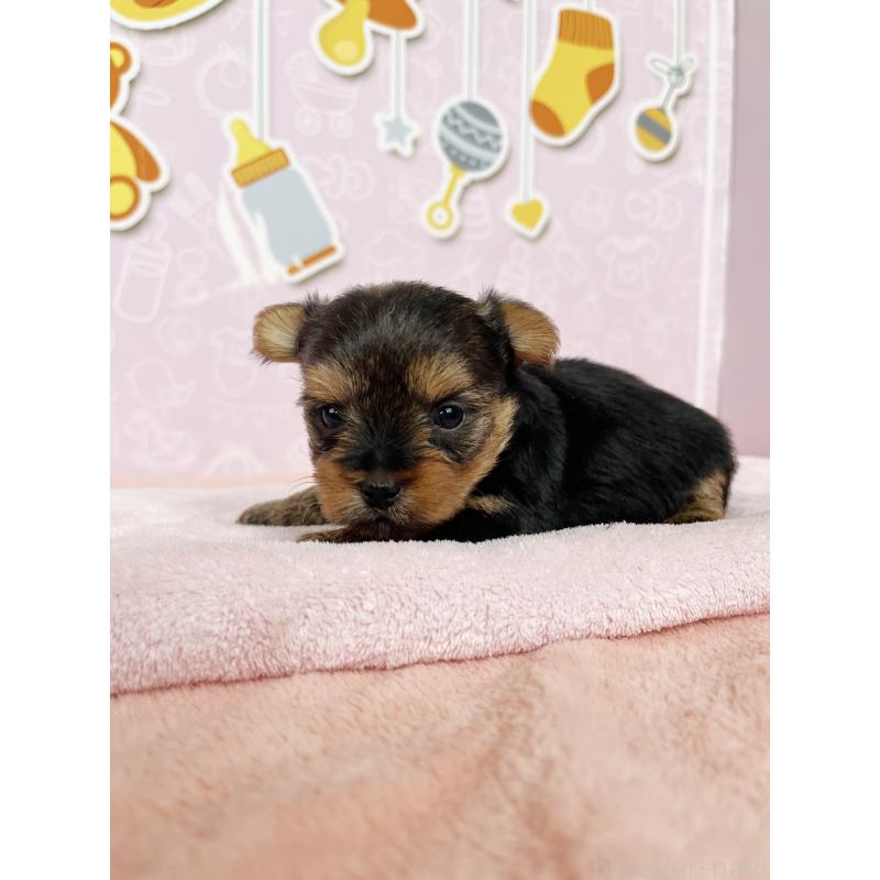 販売中の東京都のヨークシャーテリア-449000の2枚目