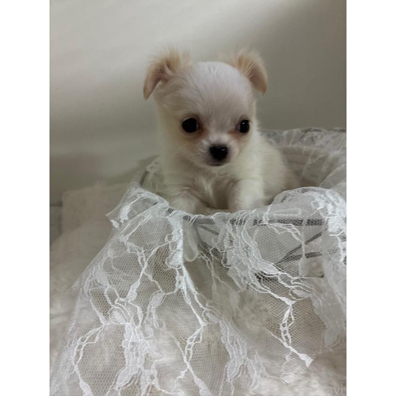 販売中の北海道のチワワ(ロングコート)-448723の8枚目