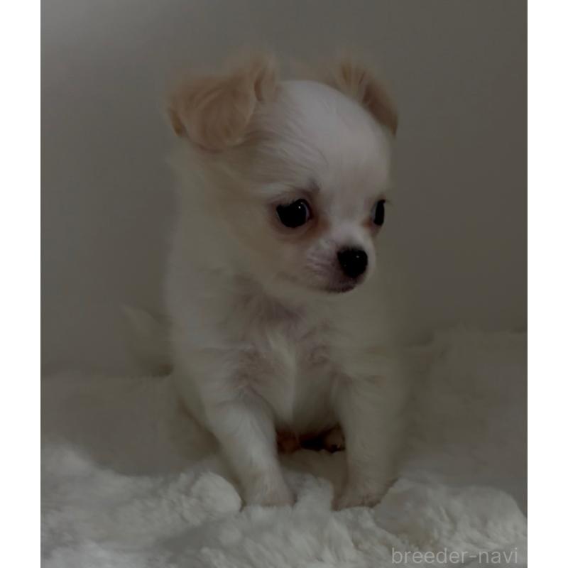 販売中の北海道のチワワ(ロングコート)-448723の7枚目