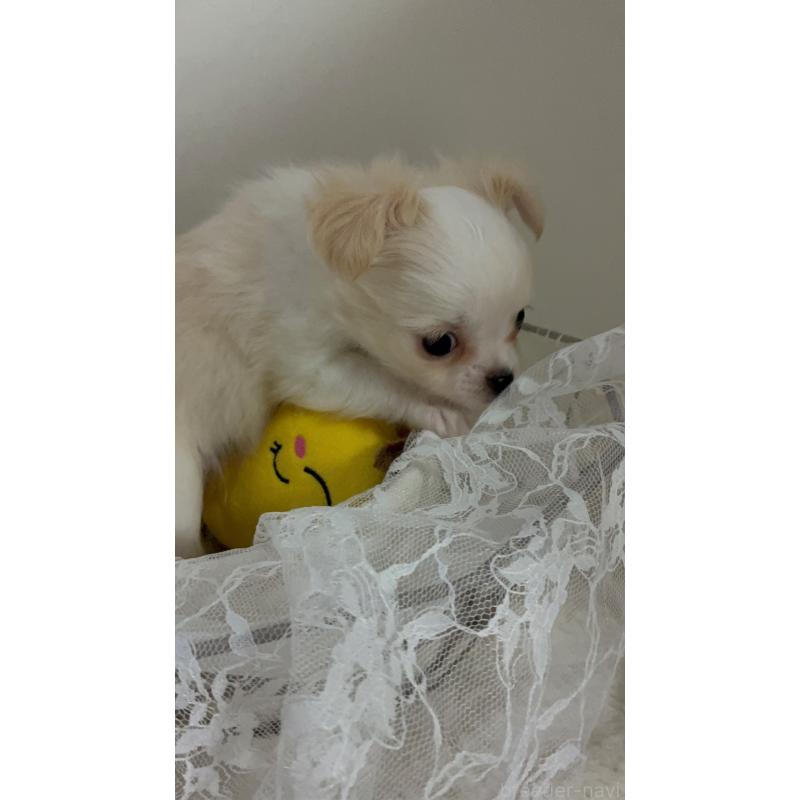 販売中の北海道のチワワ(ロングコート)-448723の3枚目