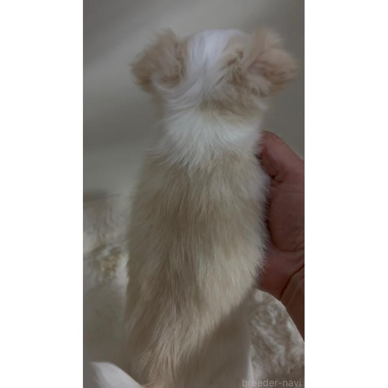 販売中の北海道のチワワ(ロングコート)-448723の2枚目