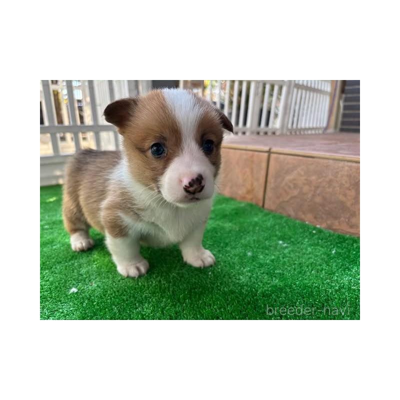 販売中の沖縄県のウェルシュコーギーペンブローク-448726の4枚目