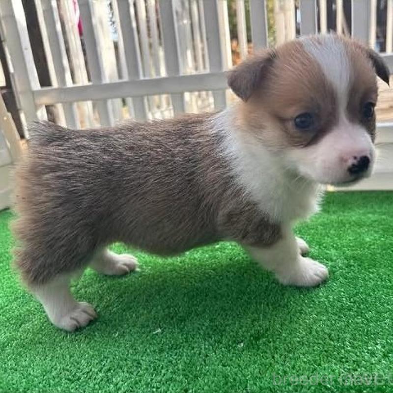 販売中の沖縄県のウェルシュコーギーペンブローク-448726の3枚目