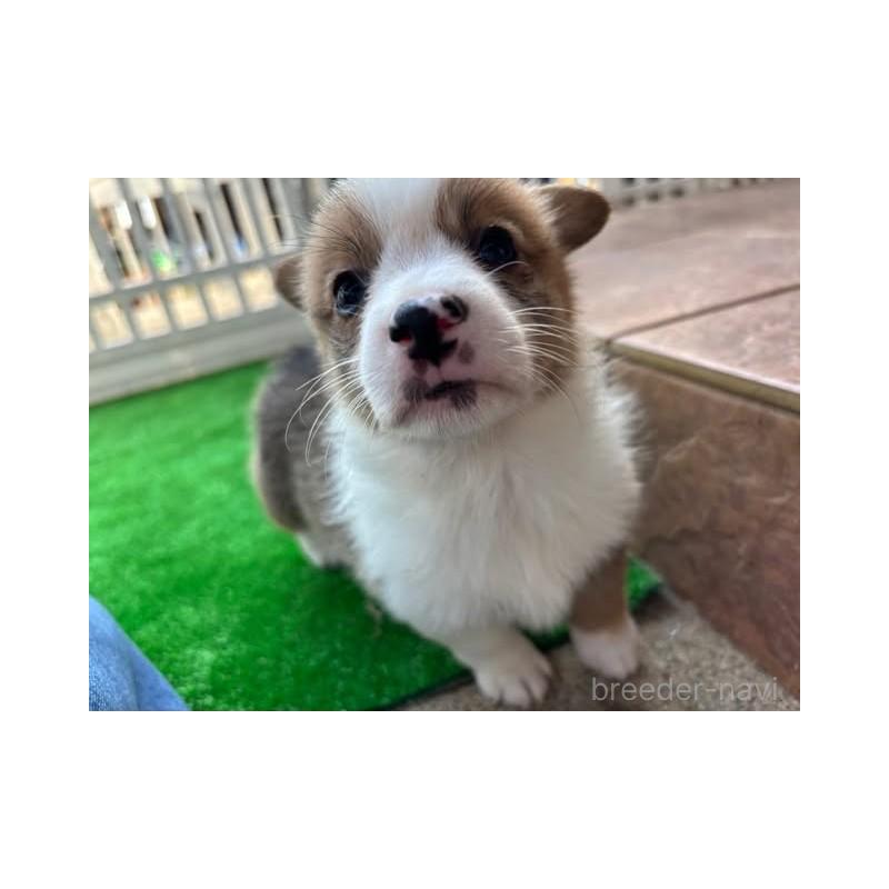 販売中の沖縄県のウェルシュコーギーペンブローク-448726の2枚目