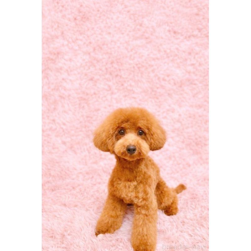 販売中の埼玉県のトイプードル-448728の3枚目