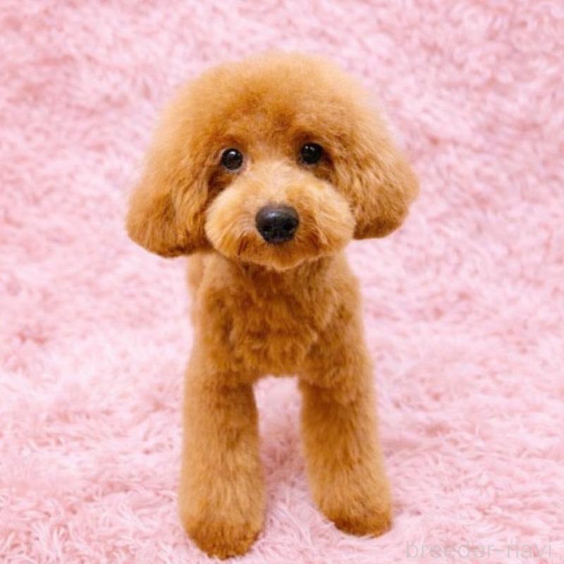 販売中の埼玉県のトイプードル-448728の1枚目